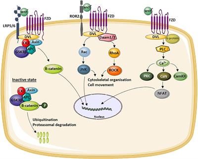 WNT Signaling and Bone: Lessons From Skeletal Dysplasias and Disorders